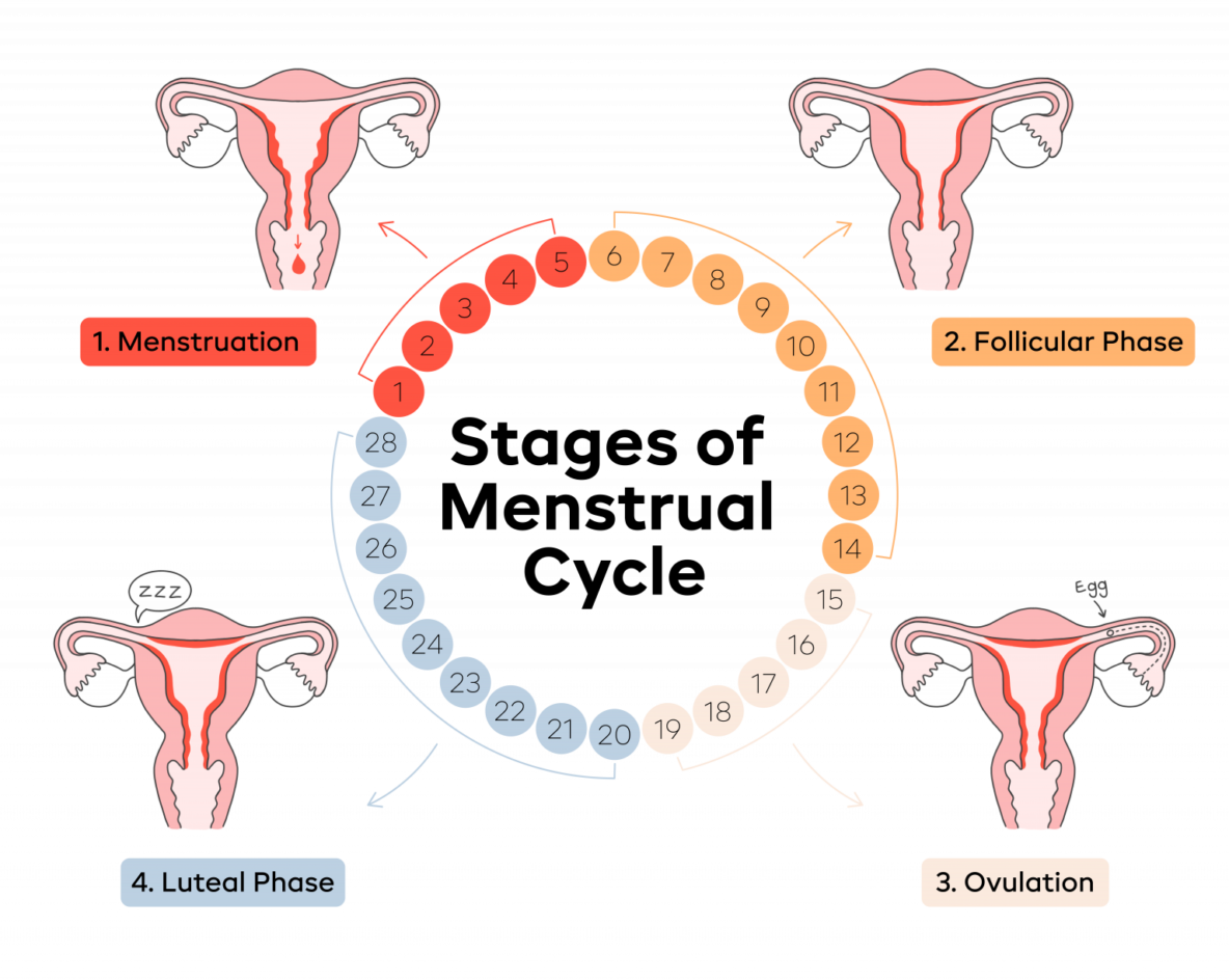 Understanding the Menstrual Cycle | New Direction Fertility Centers